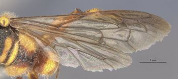 Media type: image;   Entomology 23542 Aspect: wing